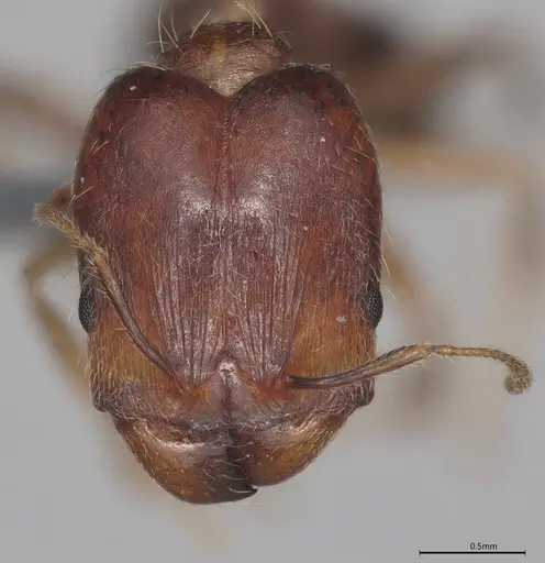 Pheidole casta - CASENT0785569