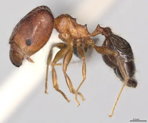 Pheidole casta - CASENT0785569