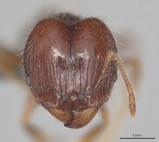 Pheidole casta - CASENT0786025