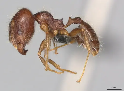 Pheidole casta - CASENT0786025