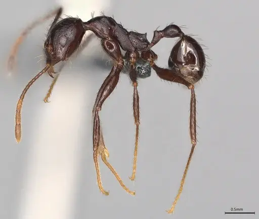 Pheidole casta - CASENT0786028