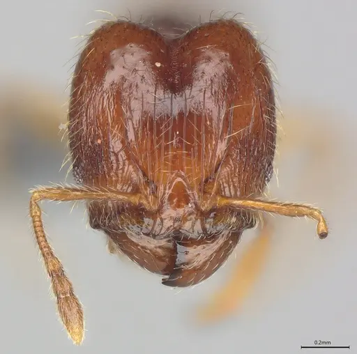 Pheidole casta - CASENT0786033