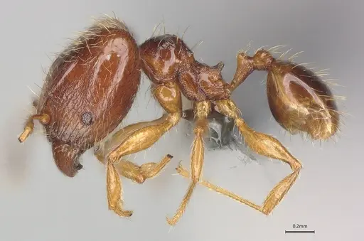 Pheidole casta - CASENT0786033