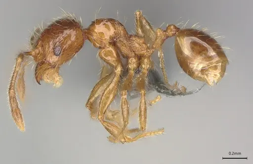 Pheidole casta - CASENT0786034