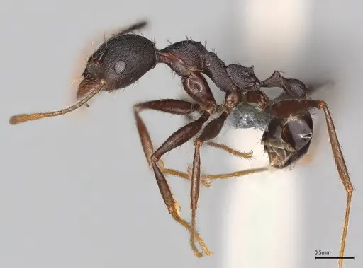 Pheidole casta - CASENT0786231