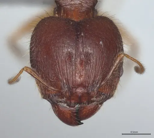 Pheidole casta - CASENT0786240