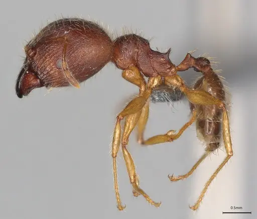 Pheidole casta - CASENT0786240