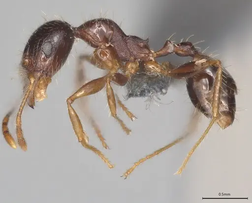 Pheidole casta - CASENT0786360