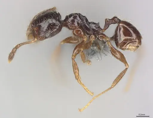 Pheidole casta - CASENT0786641