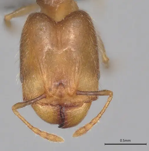 Pheidole casta - CASENT0786642