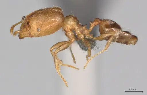 Pheidole casta - CASENT0786642