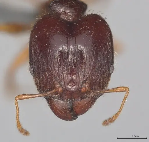 Pheidole casta - CASENT0786643