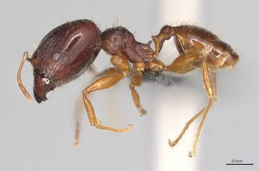 Pheidole casta - CASENT0786643