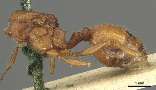 Pheidole castanea specimen
