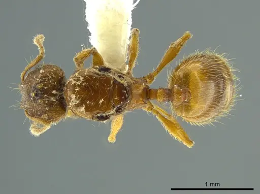 Pheidole cataphracta specimen