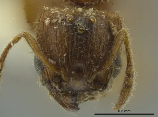 Pheidole cataphracta specimen