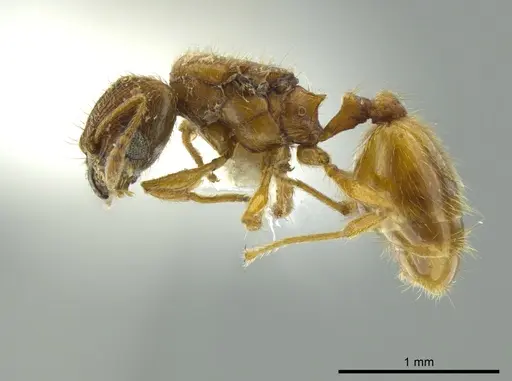 Pheidole cataphracta specimen