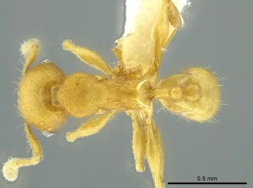 Pheidole cataphracta - CASENT0624248