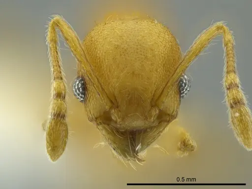 Pheidole cataphracta - CASENT0624248