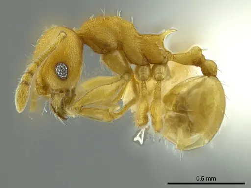 Pheidole cataphracta - CASENT0624248