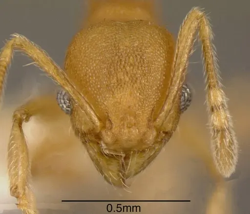 Pheidole cataphracta - CASENT0635450