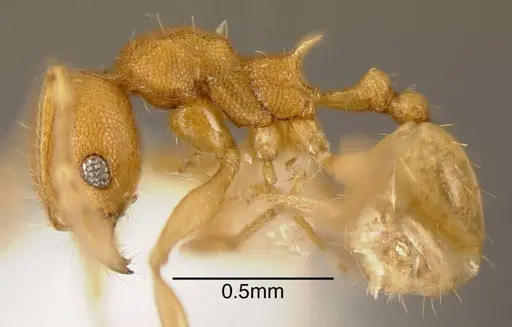 Pheidole cataphracta - CASENT0635450