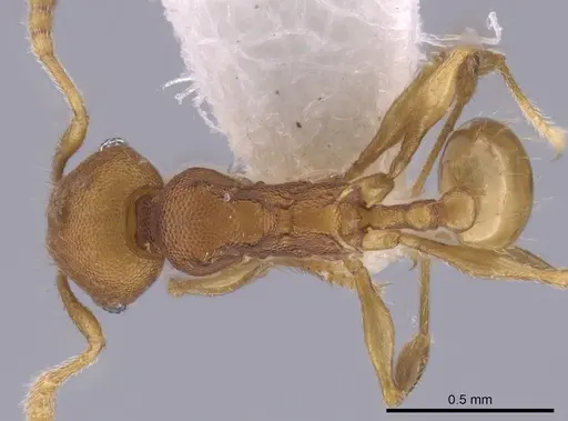 Pheidole cataphracta - INB0003623684