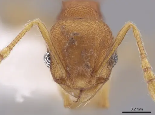 Pheidole cataphracta - INB0003623684