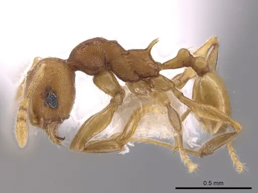 Pheidole cataphracta - INB0003623684