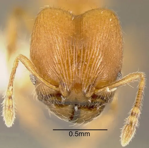 Pheidole cataphracta - INBIOCRI001282224
