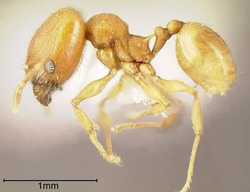 Pheidole cataphracta - INBIOCRI001282224