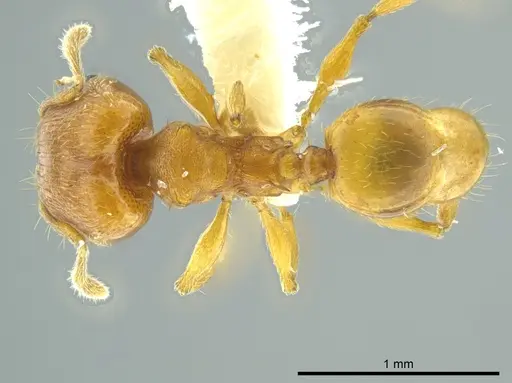 Pheidole cataphracta - INBIOCRI001282225