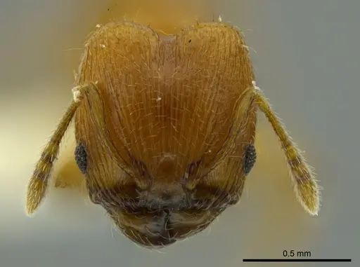 Pheidole cataphracta - INBIOCRI001282225
