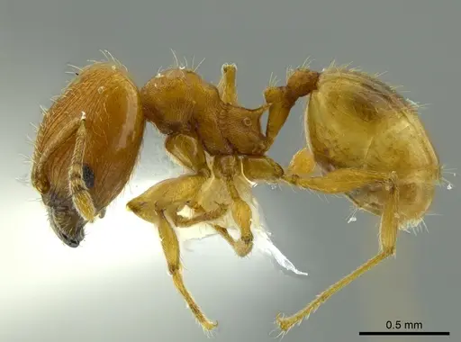 Pheidole cataphracta - INBIOCRI001282225