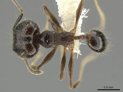 Pheidole cataractae specimen