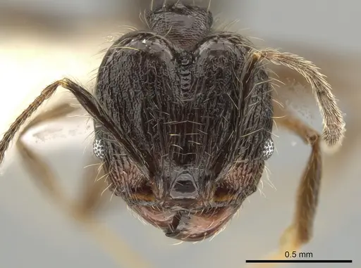 Pheidole cataractae specimen