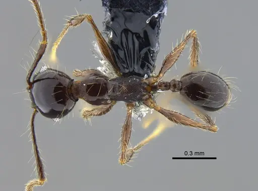 Pheidole cataractae - CBUMAGENT42047