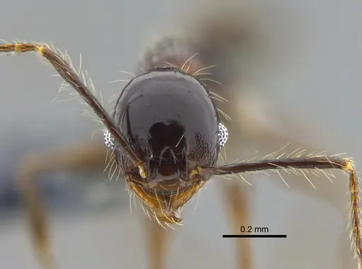 Pheidole cataractae - CBUMAGENT42047