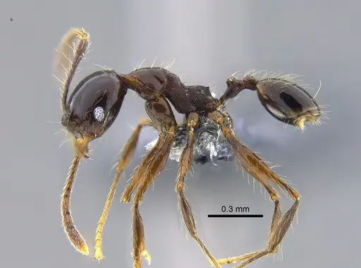 Pheidole cataractae - CBUMAGENT42047