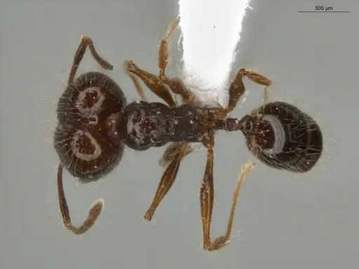 Pheidole cataractae - ECOFOG-TR13-0070-08-S