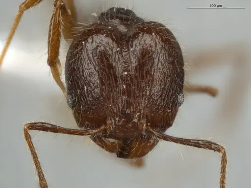 Pheidole cataractae - ECOFOG-TR13-0070-08-S