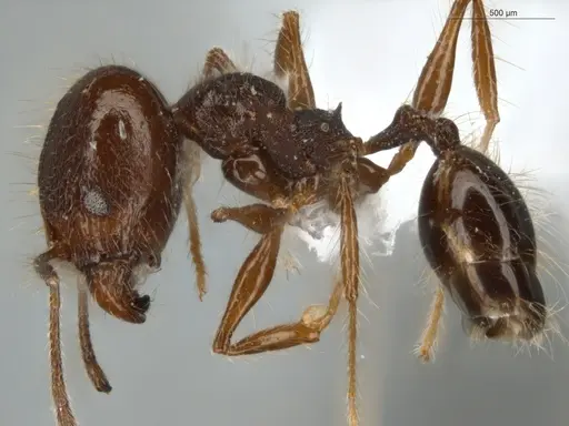 Pheidole cataractae - ECOFOG-TR13-0070-08-S