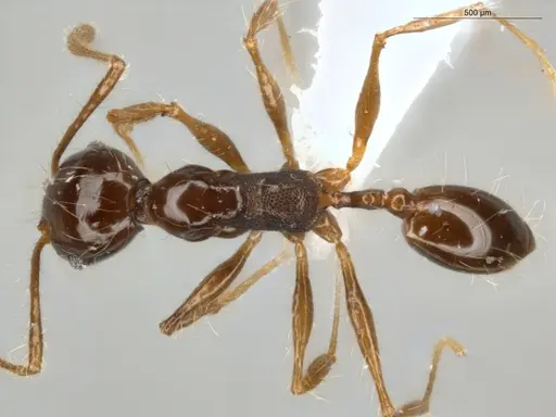 Pheidole cataractae - ECOFOG-TR13-0070-08