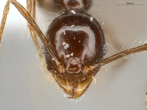 Pheidole cataractae - ECOFOG-TR13-0070-08