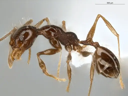 Pheidole cataractae - ECOFOG-TR13-0070-08