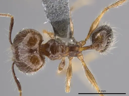 Pheidole cataractae - USNMENT00688291