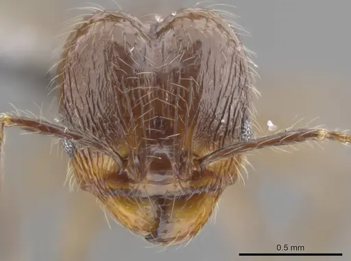 Pheidole cataractae - USNMENT00688291