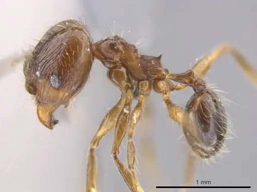 Pheidole cataractae - USNMENT00688291