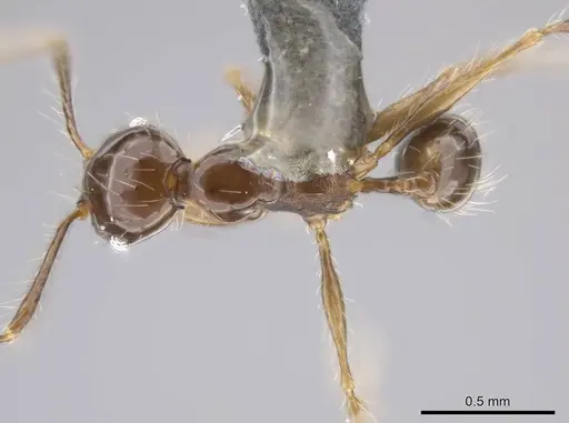 Pheidole cataractae - USNMENT00691422