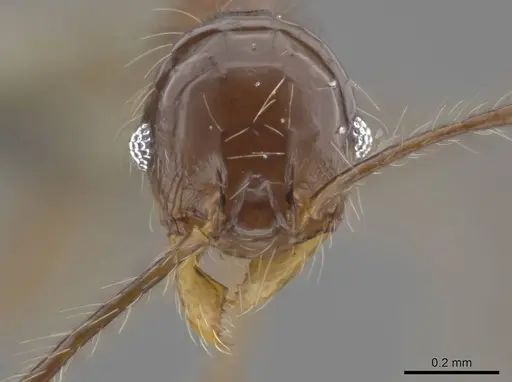 Pheidole cataractae - USNMENT00691422